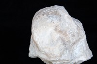 Prohinnites urgonensis